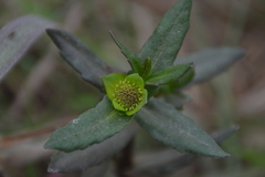 Enydra sessilifolia