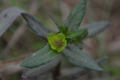 Enydra sessilifolia