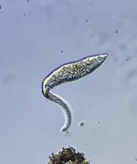 Dileptidae