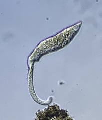 Dileptidae