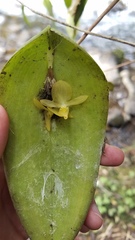 Pleurothallis apopsis