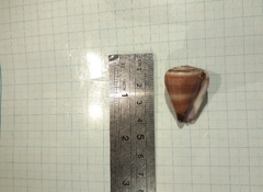 Conus flavidus