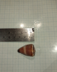 Conus flavidus