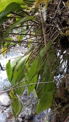 Pleurothallis apopsis