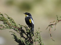 Setophaga coronata goldmani