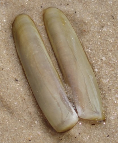 Green Jackknife Clam