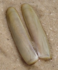 Solen viridis