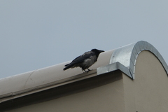 Corvus cornix