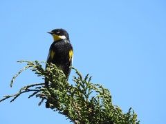Setophaga coronata goldmani