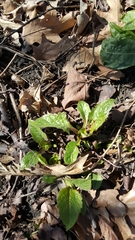 Silphium perfoliatum
