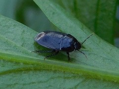 Macroscytus brunneus