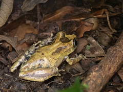 Scinax hiemalis