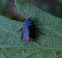 Macroscytus brunneus
