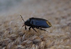 Macroscytus brunneus