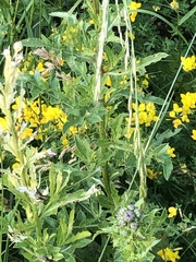 Erysimum hieraciifolium