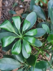 Heptapleurum arboricola