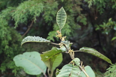 Dunalia solanacea