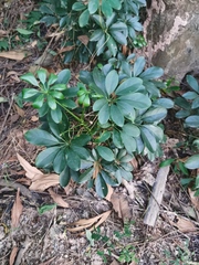 Heptapleurum arboricola