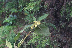 Dunalia solanacea