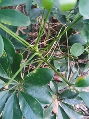 Heptapleurum arboricola