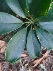 Heptapleurum arboricola