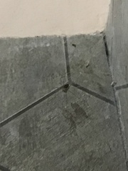 Smeringopus pallidus