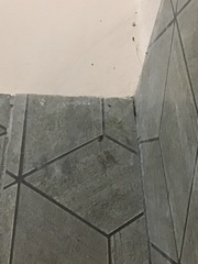 Smeringopus pallidus