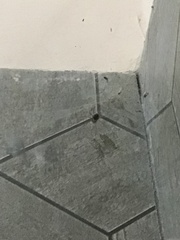 Smeringopus pallidus