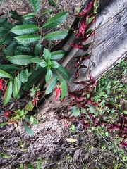 Excoecaria cochinchinensis