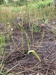 Trachyandra hirsutiflora