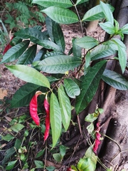 Excoecaria cochinchinensis