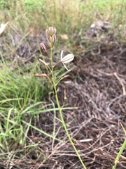 Trachyandra hirsutiflora