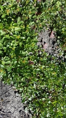 Lepidium sativum