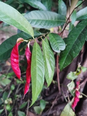 Excoecaria cochinchinensis