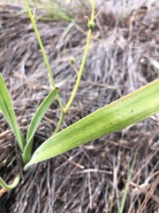 Trachyandra hirsutiflora