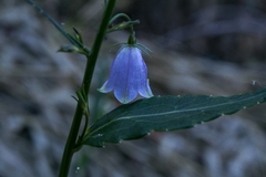 Adenophora remotiflora