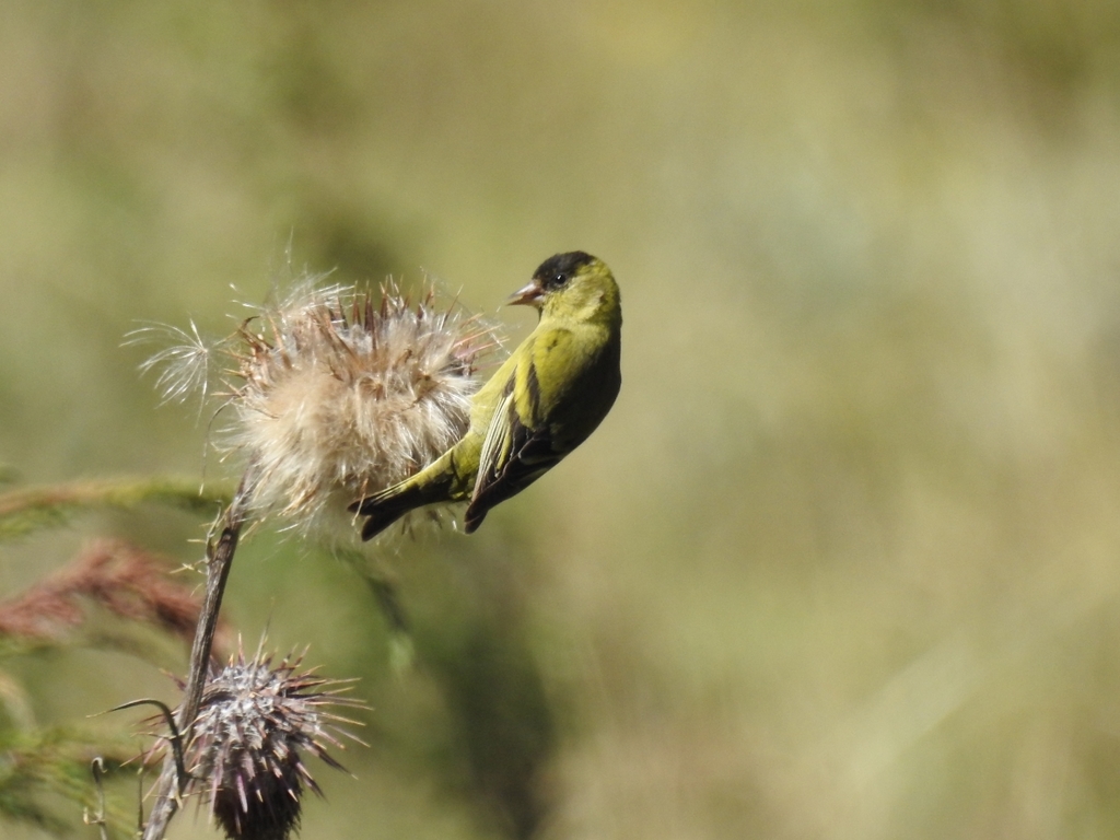 Black-capped Siskin photo