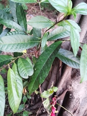 Excoecaria cochinchinensis