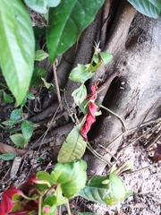 Excoecaria cochinchinensis