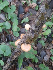 Neofavolus alveolaris