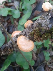 Neofavolus alveolaris