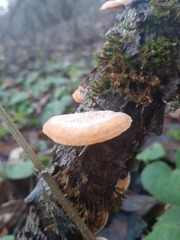 Neofavolus alveolaris