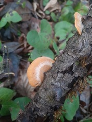 Neofavolus alveolaris