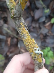 Xanthoria parietina