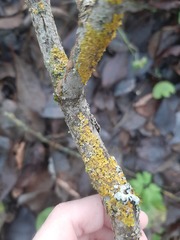 Xanthoria parietina