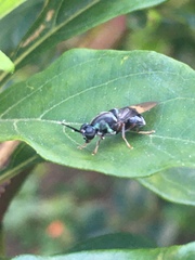 Isomerocera quadrilineata