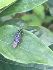 Isomerocera quadrilineata