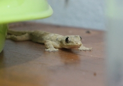 Hemidactylus platyurus