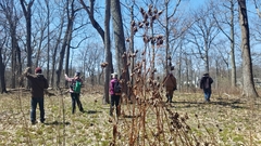 Hypericum ascyron pyramidatum