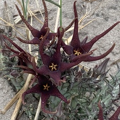 Ceropegia lugardiae image